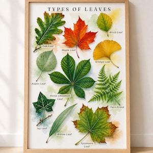 May include: A framed educational wall art print titled TYPES OF LEAVES, featuring watercolor illustrations of various leaves including oak, maple, birch, ginkgo, aspen, horse chestnut, fern, ivy, willow, and sycamore, each labeled with its name.