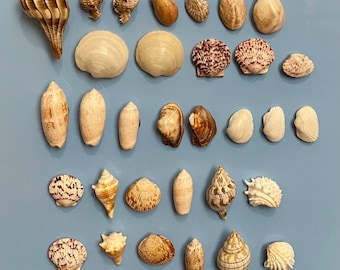 May include: A collection of various seashells in different shapes, sizes, and colors, including white, tan, and brown. The shells are arranged on a light blue surface, showcasing their unique textures and patterns. Ideal for beach-themed decor or crafts.