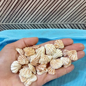 May include: A collection of small, beige seashells with brown stripes, held in a hand. The shells have a fan-like shape and are of varying sizes. The background features a blue mesh fabric and a wooden panel.