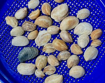 May include: A collection of various seashells in shades of tan, cream, and brown, with a single blue-green shell. The shells are of different sizes and shapes, resting on a blue mesh surface. The shells are a natural, beach-themed collection.