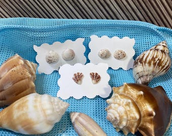 May include: An assortment of seashells and three pairs of seashell stud earrings on white scalloped cards. The shells vary in size, color, and pattern, with shades of brown, tan, and white. The background is a blue mesh fabric.