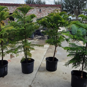 Puede incluir: Varios pinos jóvenes de la isla Norfolk en macetas de plástico negro. Los árboles tienen follaje verde y plumoso y troncos marrones. Las macetas están sobre una superficie de hormigón, con un edificio de ladrillo al fondo.
