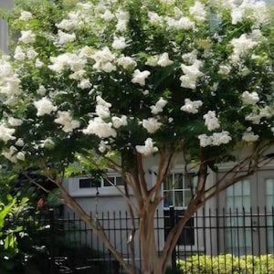 Può includere: Un albero maturo con tronco e rami marrone chiaro, ricoperto da un rigoglioso fogliame verde e grappoli di fiori bianchi. L'albero è ambientato sullo sfondo di una casa e di una recinzione in metallo nero.