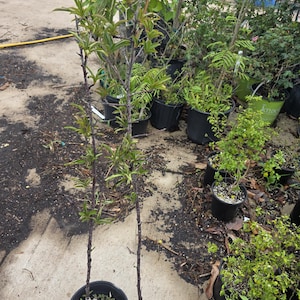 Puede incluir: Dos árboles jóvenes en macetas de plástico negro, con troncos delgados y hojas verdes. Los árboles están rodeados de otras plantas en macetas en un entorno de vivero. El suelo es de hormigón y está cubierto de tierra oscura.
