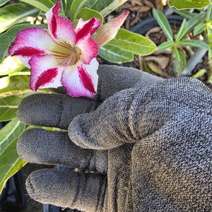 Desert Rose plants