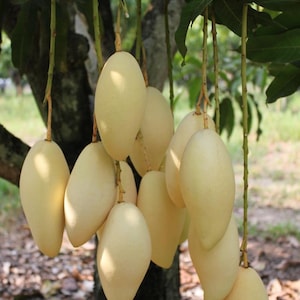 Exotic Yellow Mango (Nam Doc Mai) – 10&quot;-14&quot; Grafted Live Plant