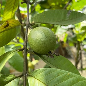 White Guava Live Tree — 9-12&quot; (Exotic • Delicious • Healthy)