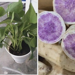 5 piante in una tazza: patata dolce viola di Okinawa