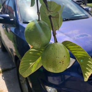 White Guava Live Tree — 9-12" (Exotic • Delicious • Healthy)