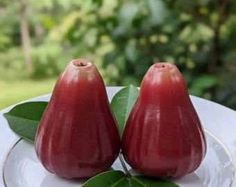 Árbol frutal Syzygium samarangense híbrido rojo injertado