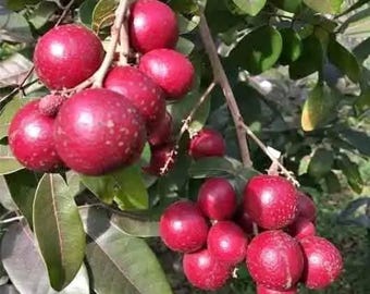 Longan rojo enano / Planta tropical injertada poco común / Árbol ornamental miniatura / Acodo aéreo