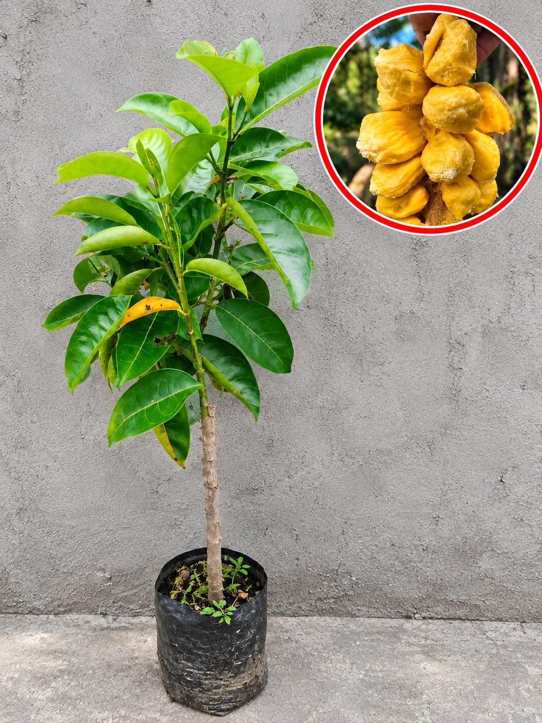 Cempedak Plant - Etsy Canada