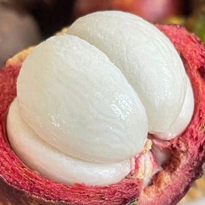 Dvärgympad mangostan balinesisk fruktträd – snabb fruktbärande