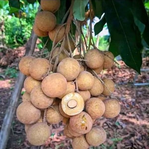 Könnte beinhalten: Nahaufnahme einer Traube Longan-Früchte mit hellbrauner, strukturierter Schale. Eine Frucht ist aufgeschnitten und zeigt ein weißes Inneres und einen dunklen Kern. Grüne Blätter und Äste sind im Hintergrund zu sehen.