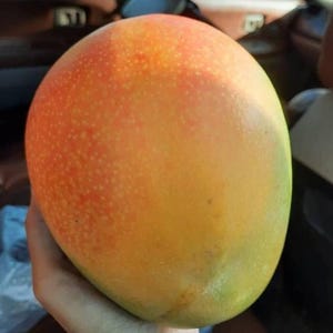 Könnte beinhalten: Eine reife Mango mit einem Farbverlauf von Grün über Gelb zu Orange. Die Frucht hat eine glatte Schale mit kleinen weißen Punkten. Die Mango wird in einer Hand gehalten, um ihre Größe und Form zu zeigen.