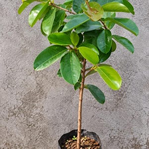 Może przedstawiać: Młoda roślina Syzygium cumini o smukłej brązowej łodydze i błyszczących zielonych liściach, posadzona w czarnej plastikowej torbie. W okrągłym wstawce widoczne jest grono owalnych owoców w odcieniach ciemnego fioletu, czerni i czerwonawego różu.