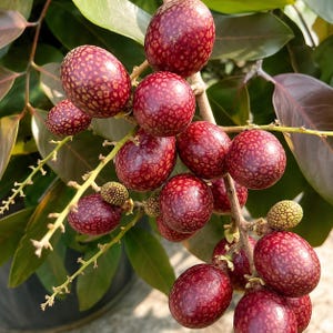 Red longan - Etsy 日本
