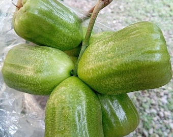 Geënte Jambu Air Kiojok Tree – Live Wax Apple Fruit Plant