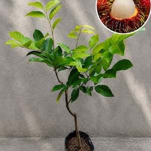 Puede incluir: Un árbol joven de rambután con hojas verdes plantado en una bolsa de vivero de plástico negro. Una imagen circular insertada muestra una fruta de rambután pelada con pulpa blanca translúcida y una piel roja brillante y vellosa.