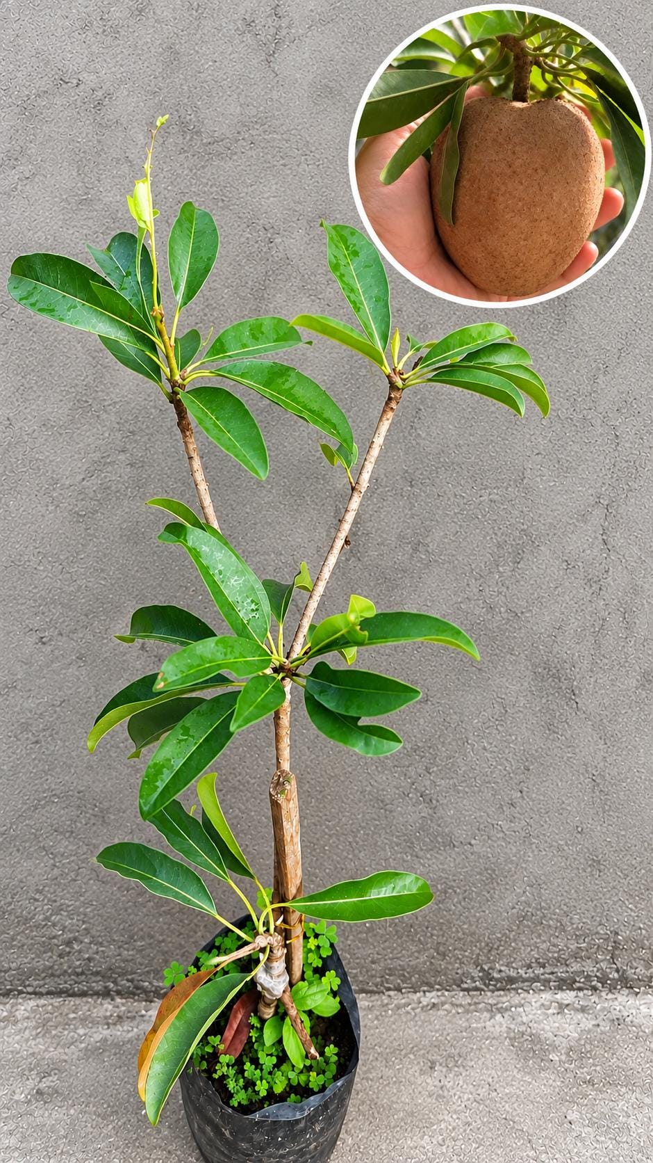 Sapodilla - Etsy 日本
