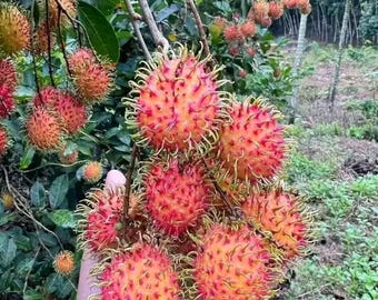 Árbol injertado de rambután enano Binjay: fructificación rápida