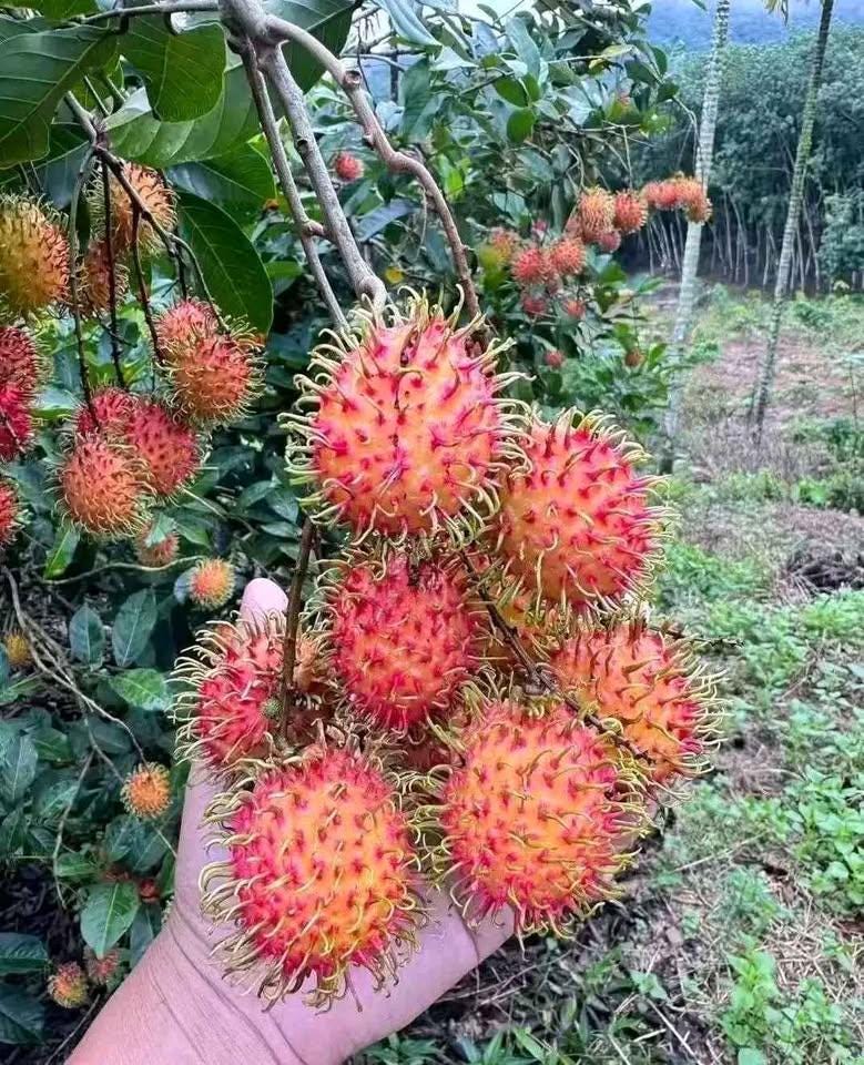Rambutan Fruits Or Nephelium Lappaceum On Tree. A Tropical Tree In The