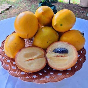 Abiu fruit - Etsy 日本