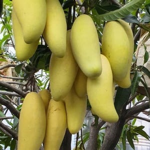 Könnte beinhalten: Eine Ansammlung reifer, gelber Mangos, die an einem Ast hängen. Die Mangos haben eine längliche Form und eine glatte Schale. Grüne Blätter und braune Äste sind ebenfalls zu sehen.