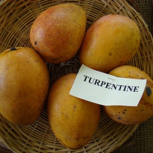 Könnte beinhalten: Ein geflochtener Korb mit fünf reifen, oval geformten Mangos. Die Mangos sind überwiegend gelb mit rötlich-orangen Flecken und kleinen schwarzen Punkten. Ein weißes Etikett mit dem Wort "TURPENTINE" ist an einer Mango befestigt.