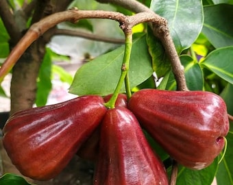 Árbol de Jambu Air Citra injertado – Planta de manzana de cera viva
