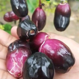 Op de afbeelding: Een close-up van een tros Java-pruimen, ook wel jambul of jamun genoemd. De vruchten zijn diep paars tot zwart van kleur, met een glanzende glans. Sommige zijn een lichter roze-paars. De afbeelding toont het fruit nog steeds vast aan de groene stelen.