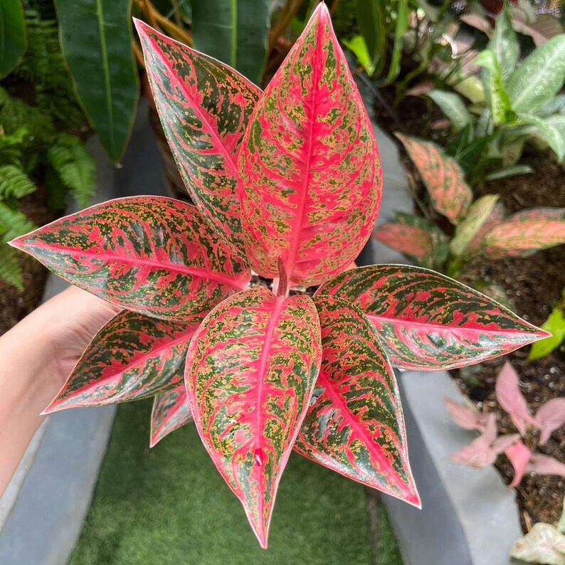 Pink Evergreen Aglaonema Reanita – Rare Pink and Green Chinese Evergreen With Stunning ...