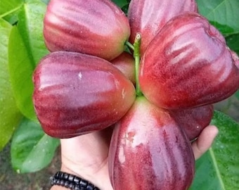 Geënte Jambu Air Manasikana-boom – Live Wax Appel Fruitplant