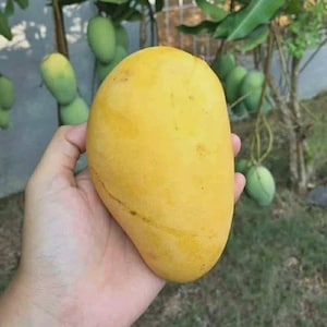Könnte beinhalten: Eine reife, gelbe Mango wird in einer Hand gehalten, ihre glatte Schale und längliche Form sind deutlich zu sehen. Im Hintergrund hängen grüne Mangos an einem Ast. Die Mango wirkt frisch und essfertig.