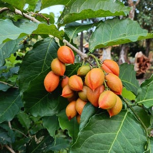 May include: A close-up shot of a tree branch laden with orange fruit. The fruit, teardrop-shaped, contrasts with the large, green leaves. The background is blurred, showing trees and sky. The fruit appears to be ripe.