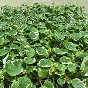 Puede incluir: Primer plano de una planta verde exuberante con hojas bordeadas de blanco. La planta tiene muchas hojas pequeñas y redondeadas y parece estar creciendo densamente. Las hojas son de un verde vibrante con un borde blanco cremoso, creando un contraste llamativo.