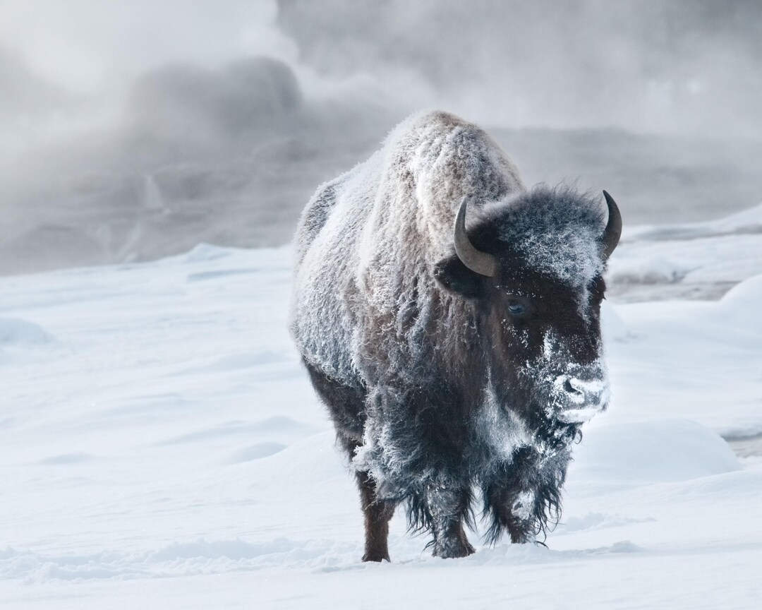 Frosty Bison in Snow, Yellowstone National Park - Fine Art Photo Print ...