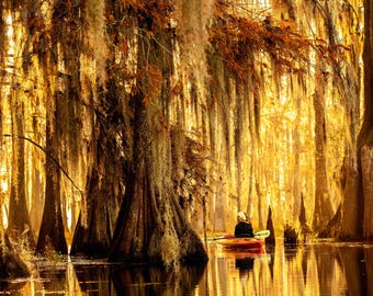 Kayaking in a Golden Cypress Swamp | Louisiana nature photography wall art