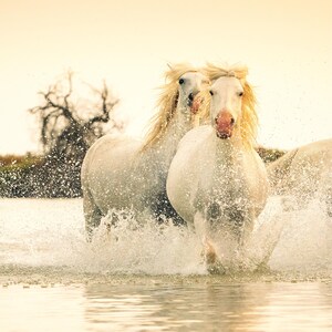 以下が含まれることがあります： 水の中を駆け抜ける白い馬の写真を捉えています。馬はたてがみと尾がなびき、水滴が空中に浮遊しています。背景には、くすんだ空と数本の木が写っています。