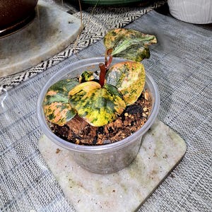 Rare Peperomia Creme Brulee Plant in a 3in pot (U.S. seller)