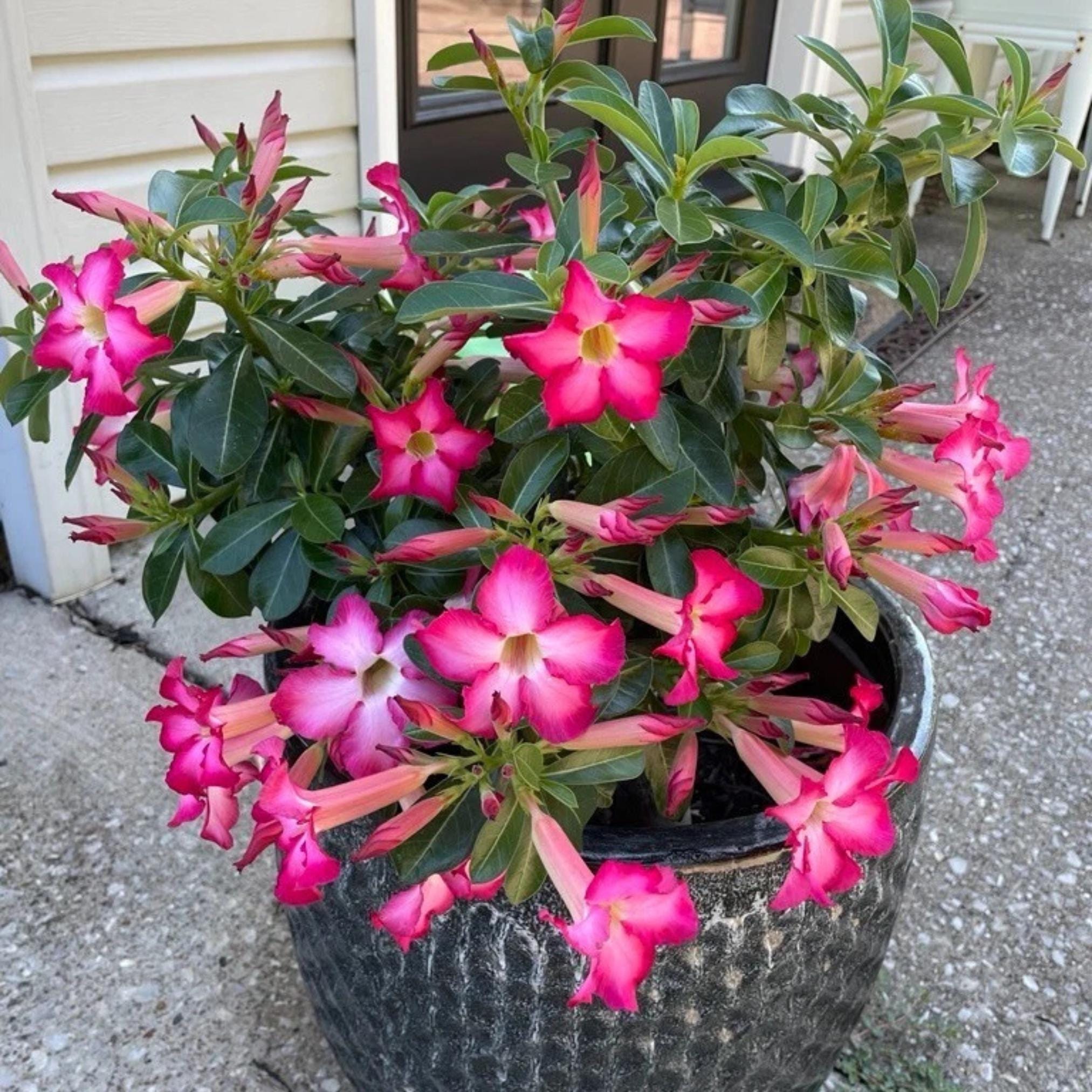 アデニウムアラビカム - Etsy 日本