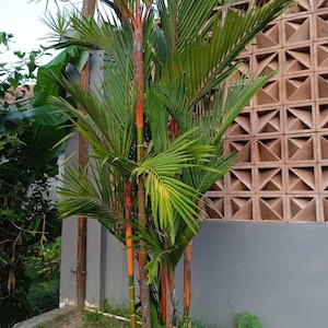 リップスティックパーム種子 10 個 | 希少熱帯ヤシ、キルトスタキス・レンダ