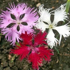 500 Sweet William Dianthus Seeds | Fringed Pinks Mix | Dianthus barbatus | Perennial Cottage Garden Flower