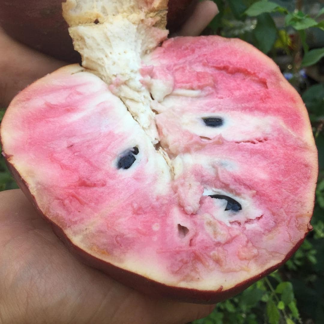 Red Flesh Annona Custard Apple 1 Seedling Fruit Plant (Bare-Root)