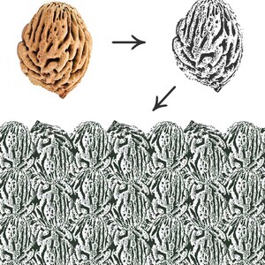 May include: A close-up of a peach seed, showing its intricate texture. The seed is brown and has a rough, bumpy surface. The image also shows a black and white illustration of the seed, as well as a repeating pattern of the seed's texture.