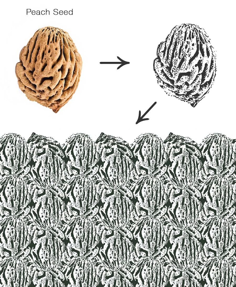 May include: A close-up of a peach seed, showing its intricate texture. The seed is brown and has a rough, bumpy surface. The image also shows a black and white illustration of the seed, as well as a repeating pattern of the seed's texture.