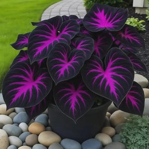 Purple Tip Calathea Couture - Etsy