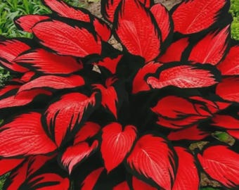 Red Black Hosta Plant 4 Pack Rare Shade Loving Perennial Indoor Outdoor Foliage