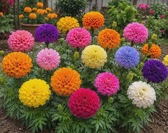 Colorful Marigold Seed Mix | Bright Summer Garden Flowers | Easy Grow Seeds