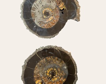 A pair of Ammonite Fossil - Cut and Polished Specimen